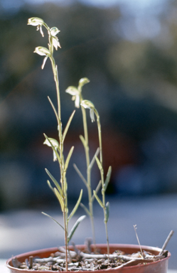 APII jpeg image of Pterostylis longifolia  © contact APII