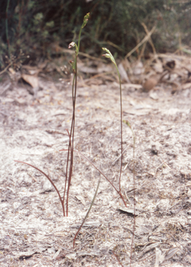 APII jpeg image of Caleana minor  © contact APII