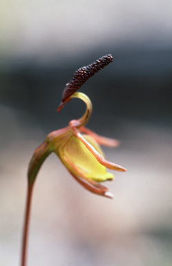 APII jpeg image of Caleana nigrita  © contact APII