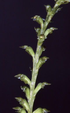 APII jpeg image of Microtis brownii  © contact APII