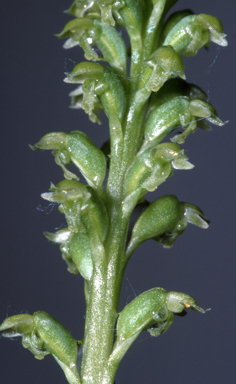 APII jpeg image of Microtis media  © contact APII