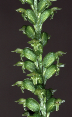 APII jpeg image of Microtis media  © contact APII