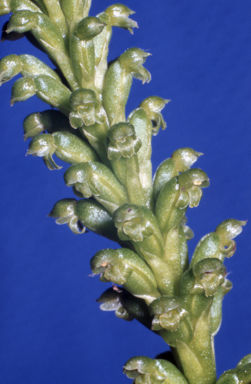 APII jpeg image of Microtis parviflora  © contact APII