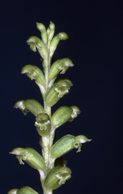 APII jpeg image of Microtis arenaria  © contact APII