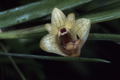 APII jpeg image of Dendrobium malbrownii  © contact APII
