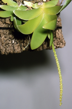 APII jpeg image of Oberonia complanata  © contact APII