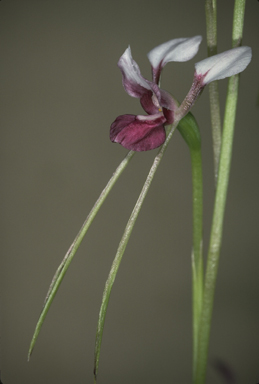 APII jpeg image of Diuris alba  © contact APII