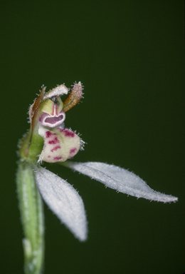 APII jpeg image of Eriochilus dilatatus var. undulatus  © contact APII