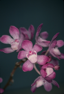 APII jpeg image of Sarcochilus ceciliae  © contact APII