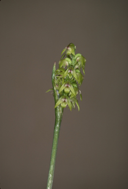 APII jpeg image of Corunastylis pumila  © contact APII