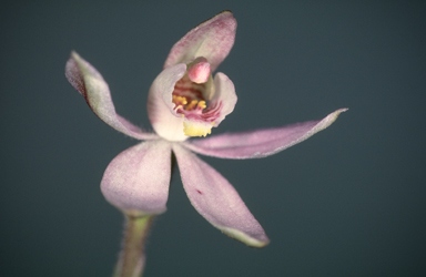 APII jpeg image of Petalochilus prolata  © contact APII