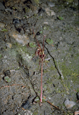 APII jpeg image of Nemacianthus caudatus  © contact APII