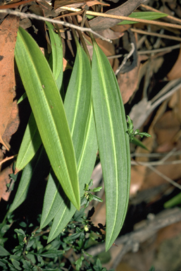 APII jpeg image of Cryptostylis subulata  © contact APII