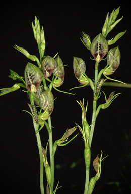 APII jpeg image of Cryptostylis erecta  © contact APII