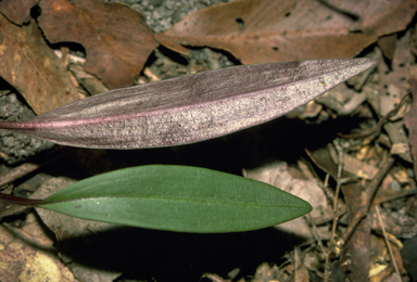 APII jpeg image of Cryptostylis erecta  © contact APII