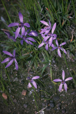 APII jpeg image of Pheladenia deformis  © contact APII