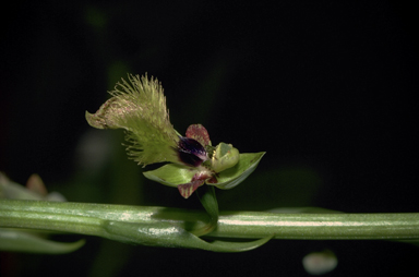 APII jpeg image of Calochilus holtzeri  © contact APII