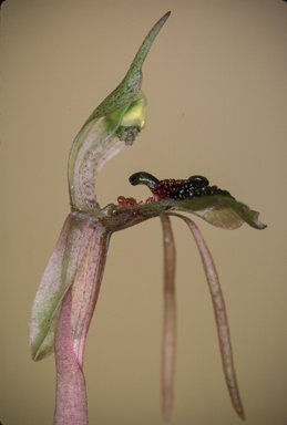 APII jpeg image of Chiloglottis diphylla  © contact APII