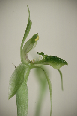 APII jpeg image of Chiloglottis anaticeps  © contact APII