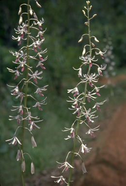 APII jpeg image of Dipodium stenochilum  © contact APII