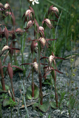 APII jpeg image of Pyrorchis nigricans  © contact APII