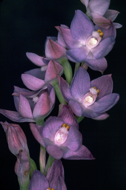 APII jpeg image of Thelymitra fragrans  © contact APII