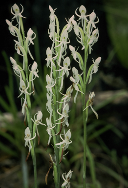 APII jpeg image of Habenaria propinquior  © contact APII