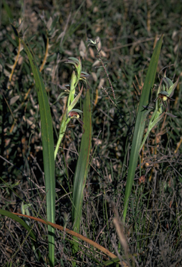 APII jpeg image of Lyperanthus serratus  © contact APII