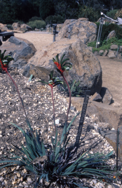 APII jpeg image of Anigozanthos manglesii  © contact APII
