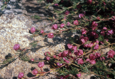 APII jpeg image of Boronia pulchella  © contact APII