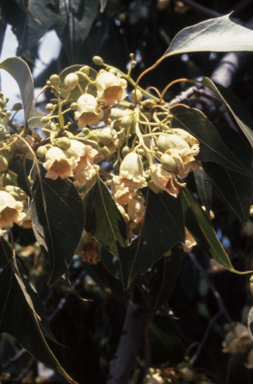 APII jpeg image of Brachychiton populneus  © contact APII