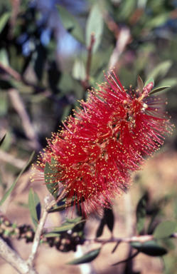 APII jpeg image of Callistemon polandii  © contact APII
