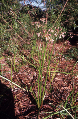 APII jpeg image of Calostemma purpureum  © contact APII