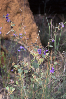 APII jpeg image of Dampiera purpurea  © contact APII