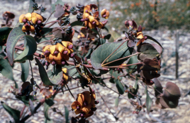 APII jpeg image of Darwinia cordata  © contact APII