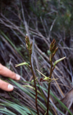 APII jpeg image of Cryptostylis leptochila  © contact APII
