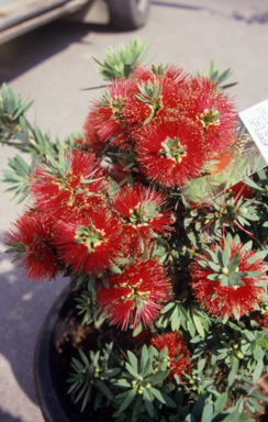 APII jpeg image of Callistemon 'Little John'  © contact APII