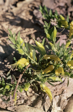 APII jpeg image of Eremophila maculata 'Aurea'  © contact APII