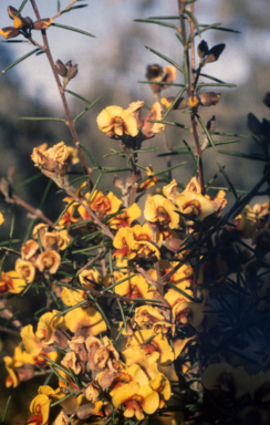 APII jpeg image of Dillwynia juniperina  © contact APII