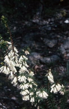 APII jpeg image of Epacris impressa  © contact APII