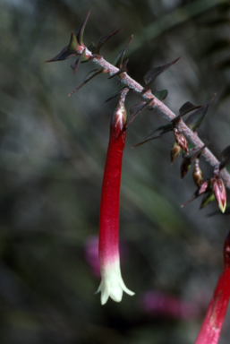 APII jpeg image of Epacris longiflora  © contact APII
