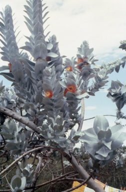 APII jpeg image of Eucalyptus macrocarpa  © contact APII