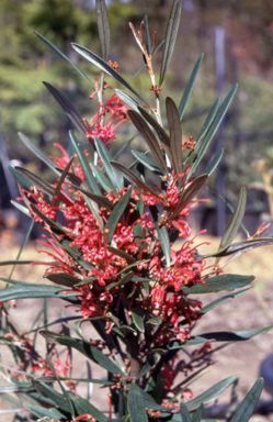 APII jpeg image of Grevillea oleoides  © contact APII
