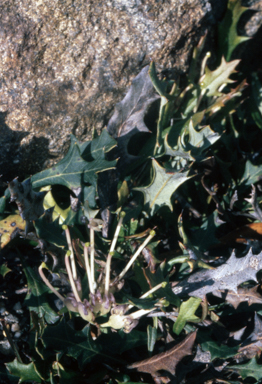 APII jpeg image of Grevillea renwickiana  © contact APII