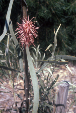 APII jpeg image of Hakea auriculata  © contact APII
