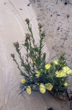 APII jpeg image of Hibbertia stricta  © contact APII