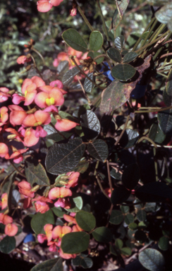 APII jpeg image of Kennedia coccinea  © contact APII