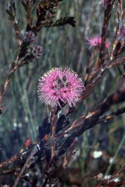 APII jpeg image of Kunzea capitata  © contact APII