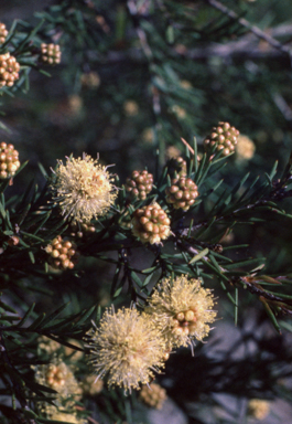 APII jpeg image of Melaleuca nodosa  © contact APII