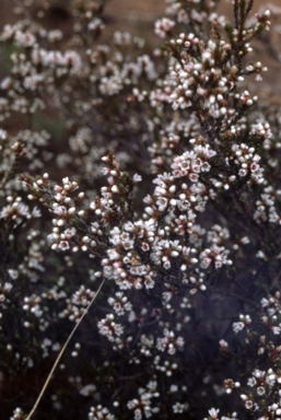 APII jpeg image of Micromyrtus ciliata  © contact APII